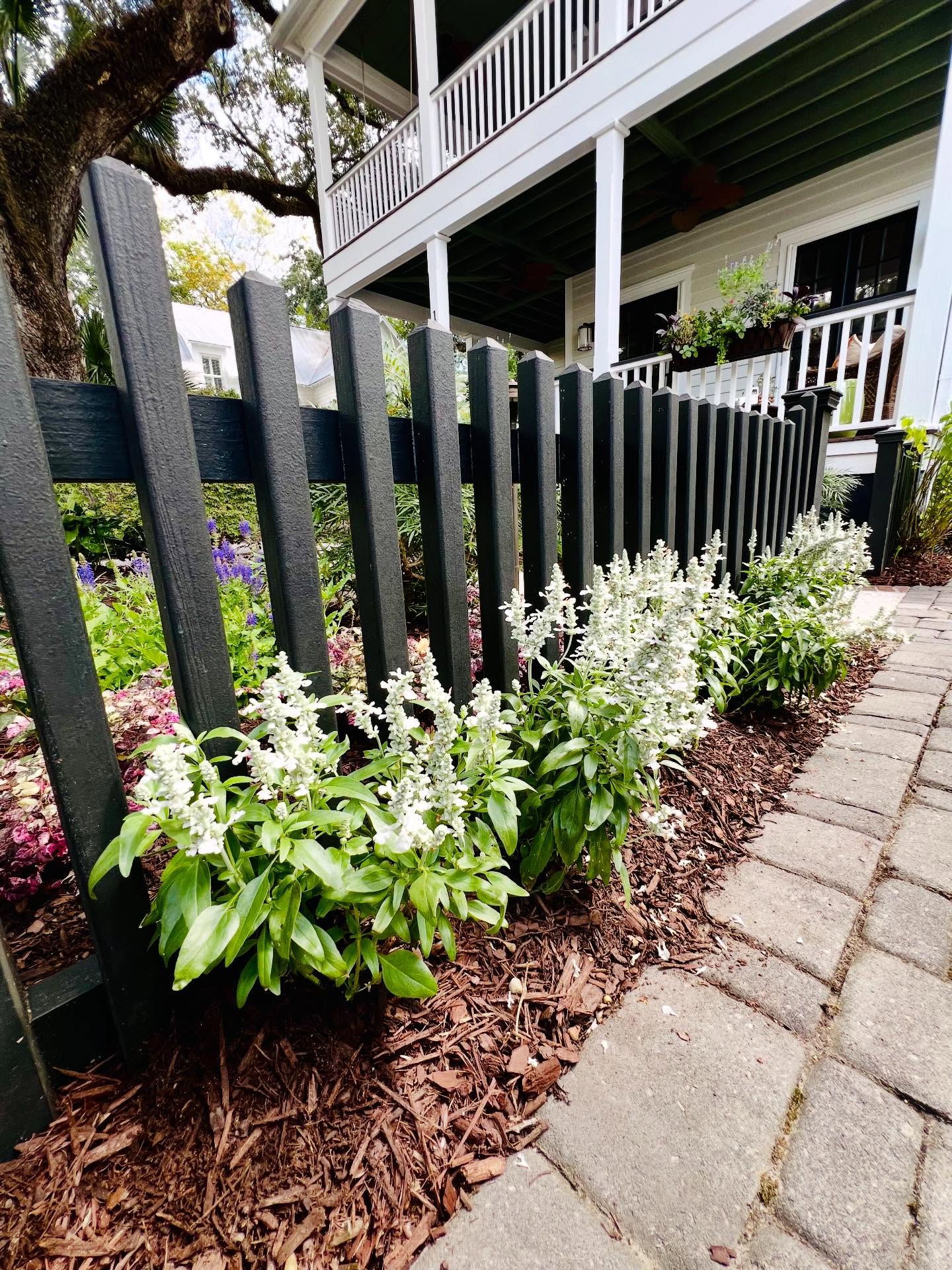 White salvia and perennial border along a charcoal picket fence — downtown Charleston.